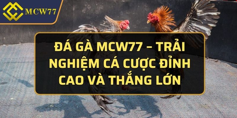 đá gà MCW77
