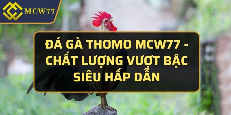 đá gà Thomo