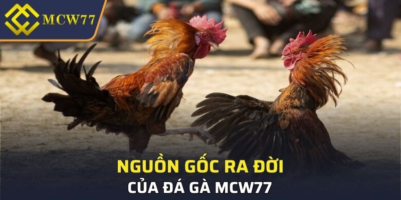 Nguồn gốc ra đời của đá gà MCW77 